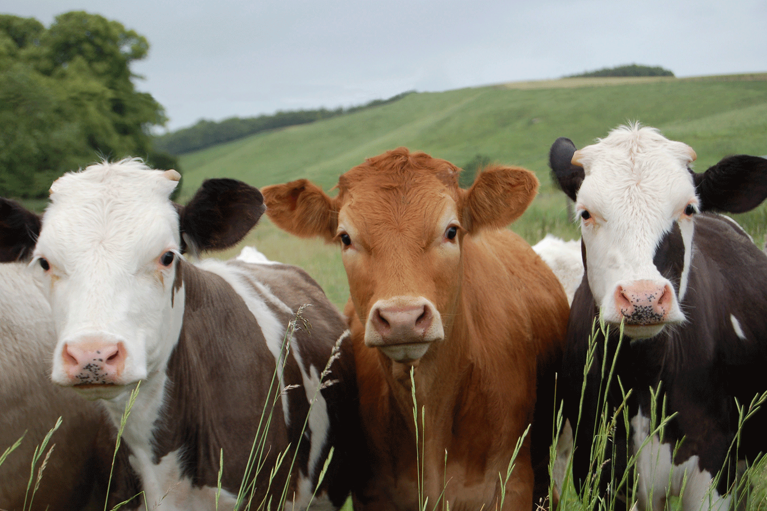 Beef Up Your Bones: Calcium in Milk Alternatives